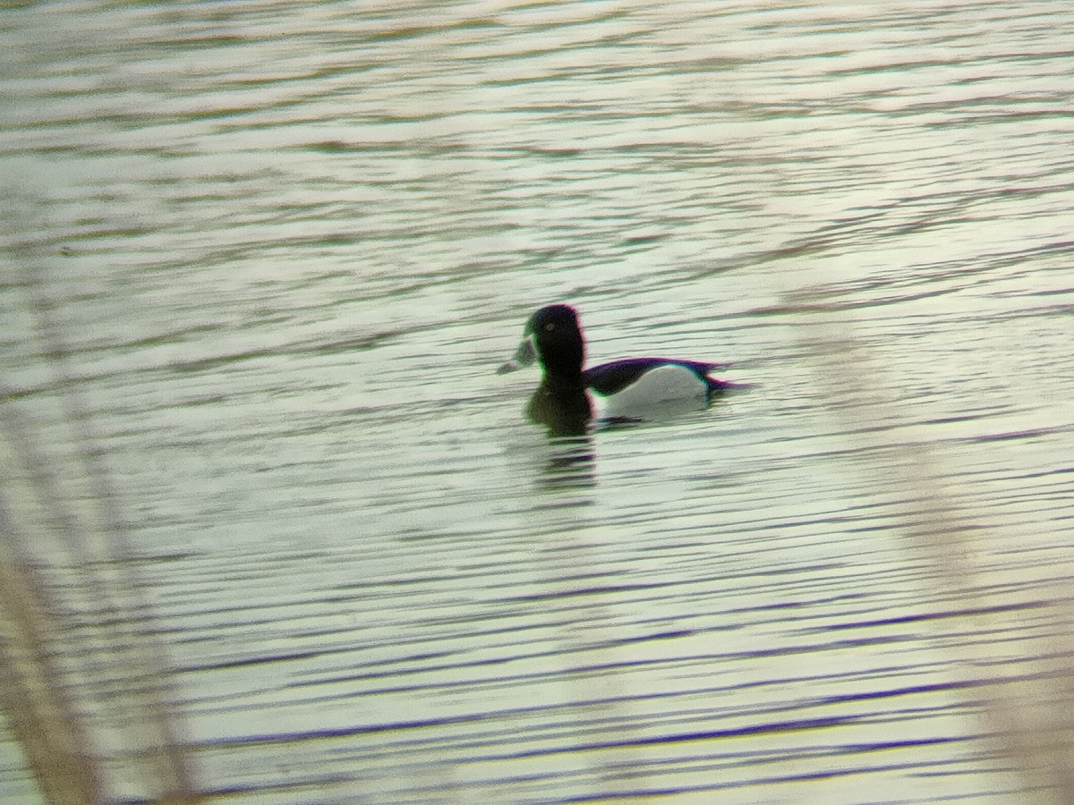 Ring-necked Duck - ML544611031