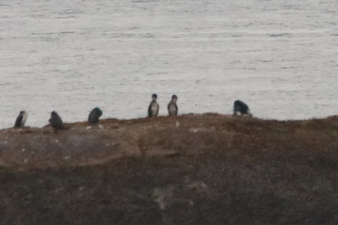 Тураг гогой - ML544611361