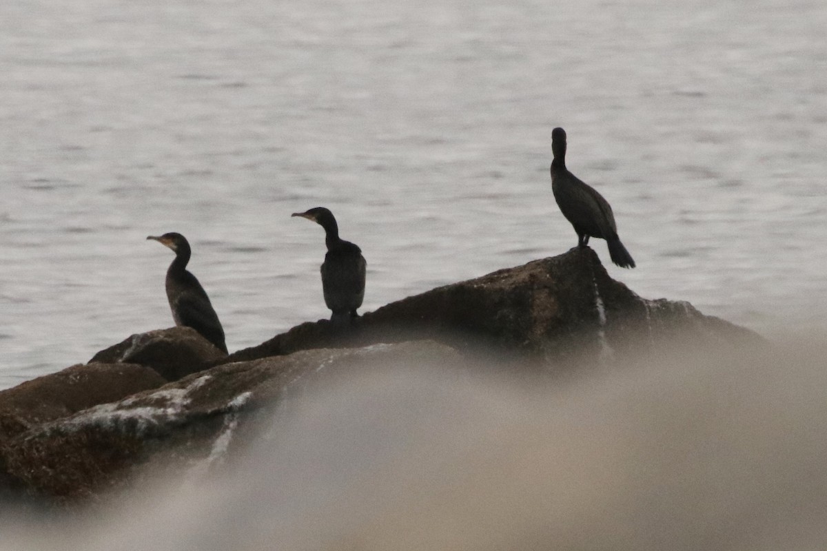 Тураг гогой - ML544611481