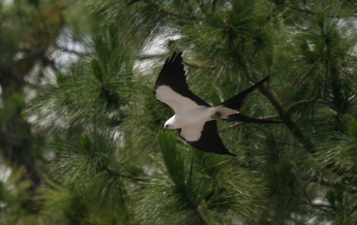 Swallow-tailed Kite - ML544611731