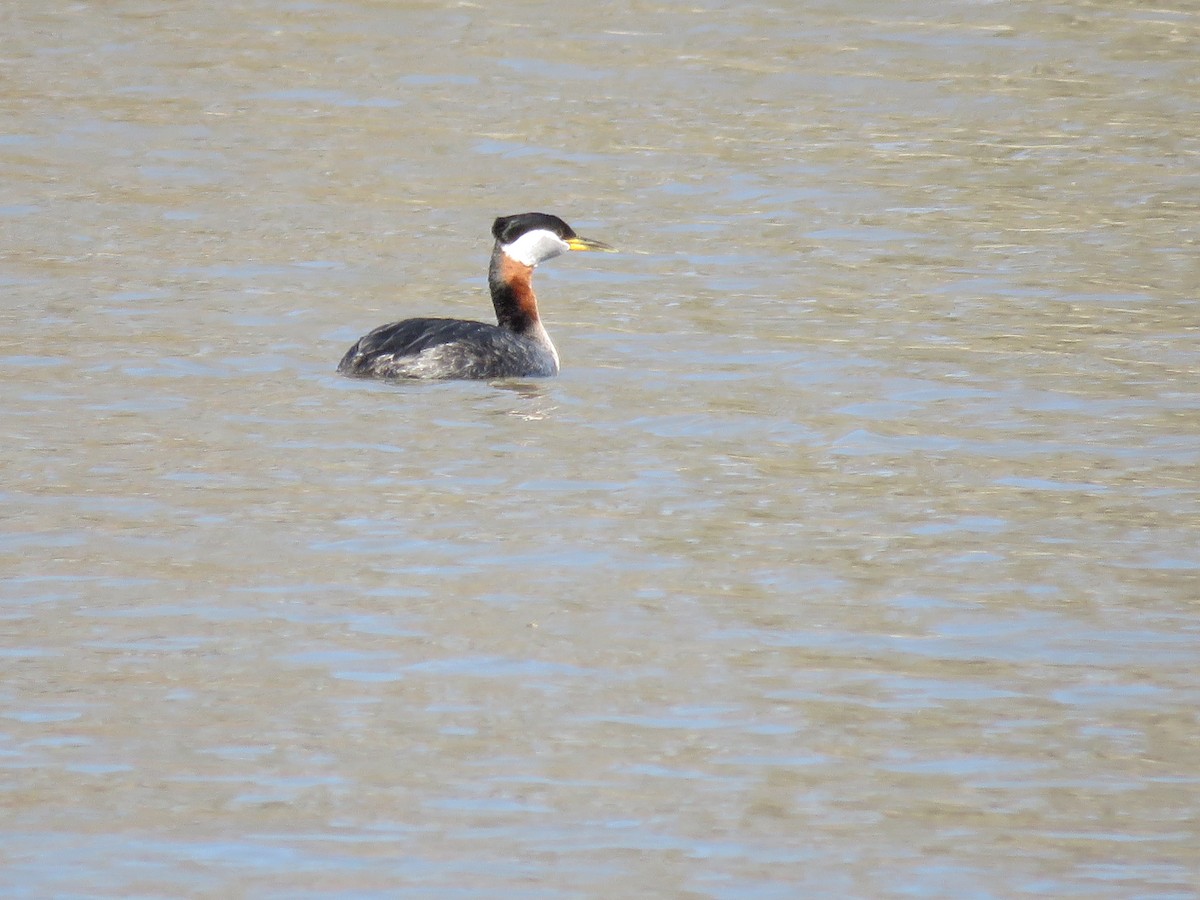 Red-necked Grebe - Susan Ells