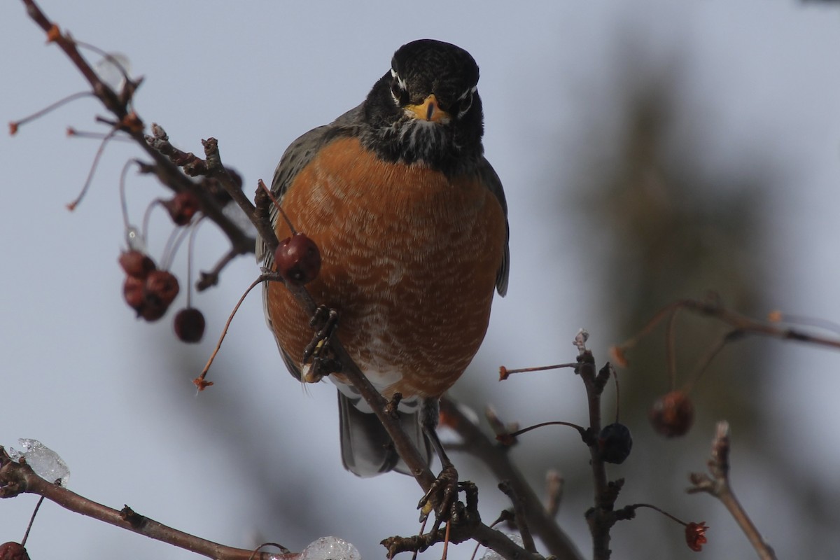 American Robin - ML544612561