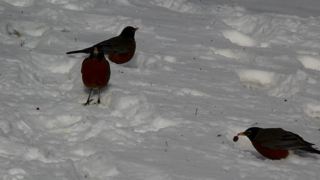 American Robin - ML544612651