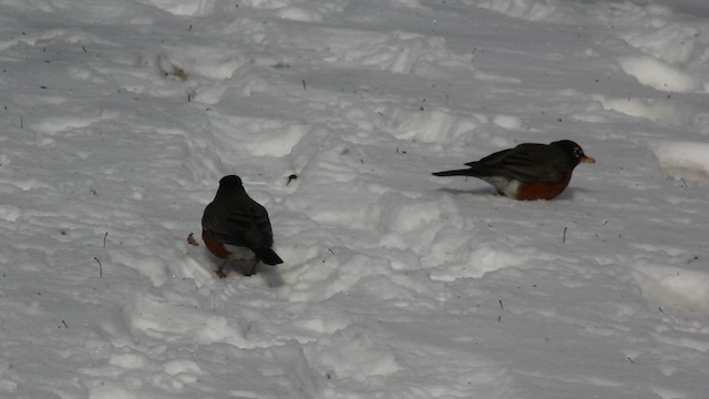 American Robin - ML544612681