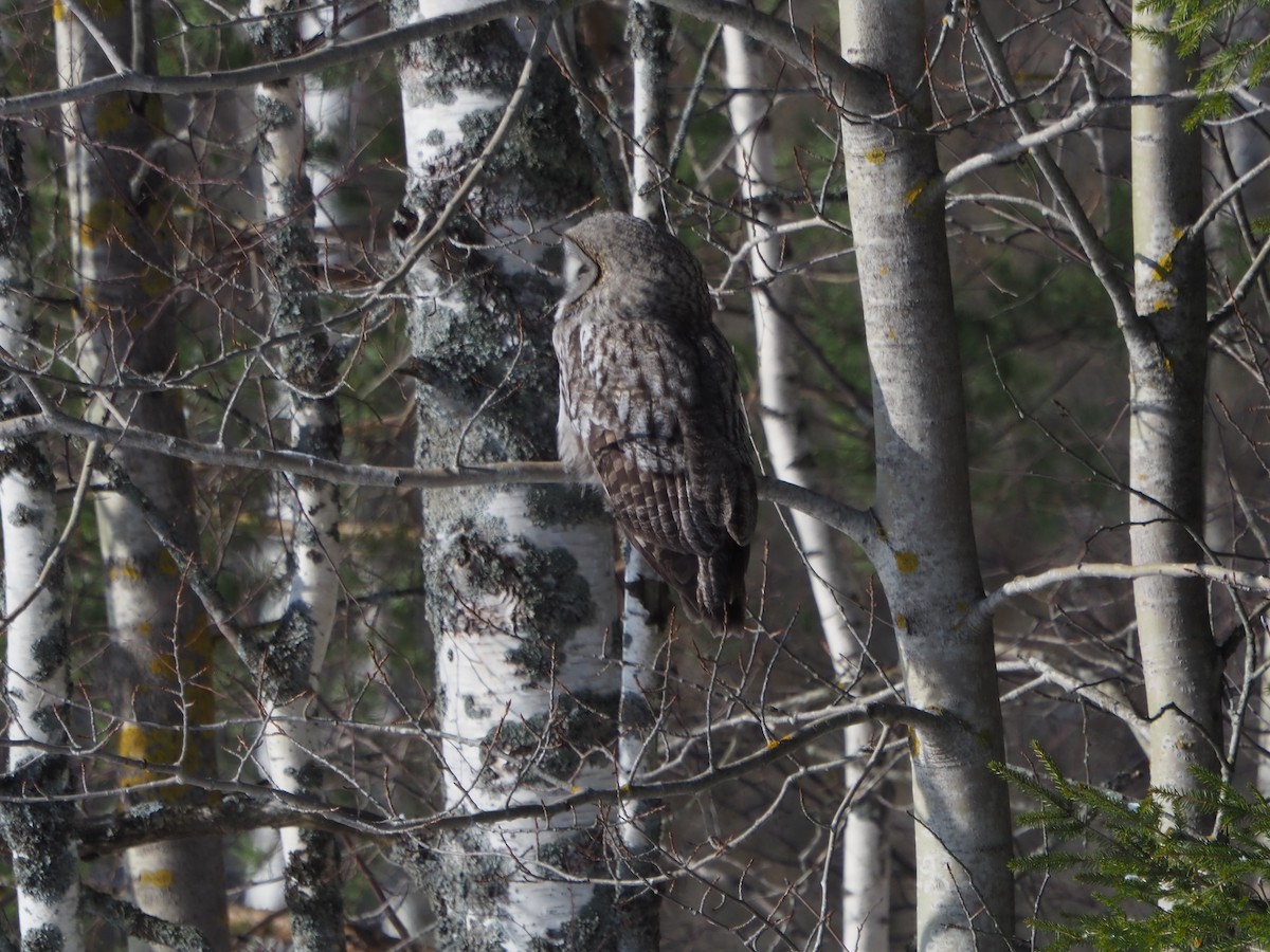 Great Gray Owl (Lapland) - ML544612701