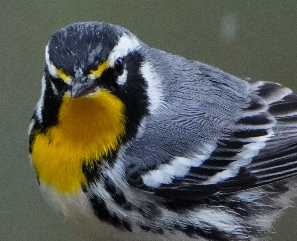 Yellow-throated Warbler - ML544613351