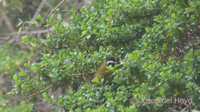 Sooty-capped Chlorospingus - ML544613781