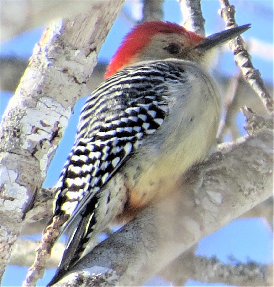 Red-bellied Woodpecker - ML544613851
