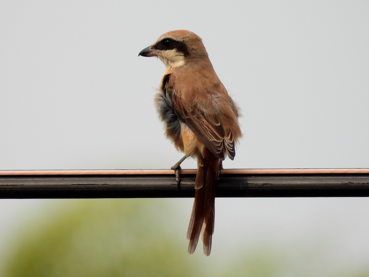 Pie-grièche brune - ML544614081