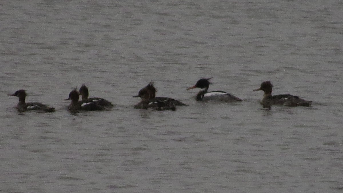 Red-breasted Merganser - ML544614671