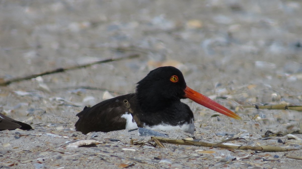 American Oystercatcher - ML544615421