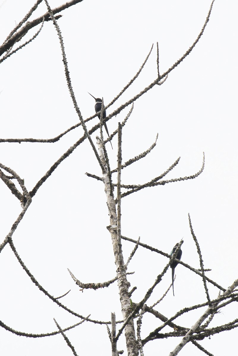 Jacamar à longue queue - ML544615841