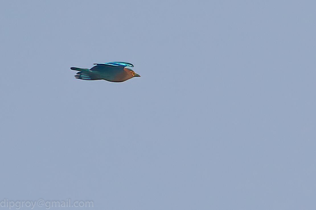 Indian Roller - ML544615941