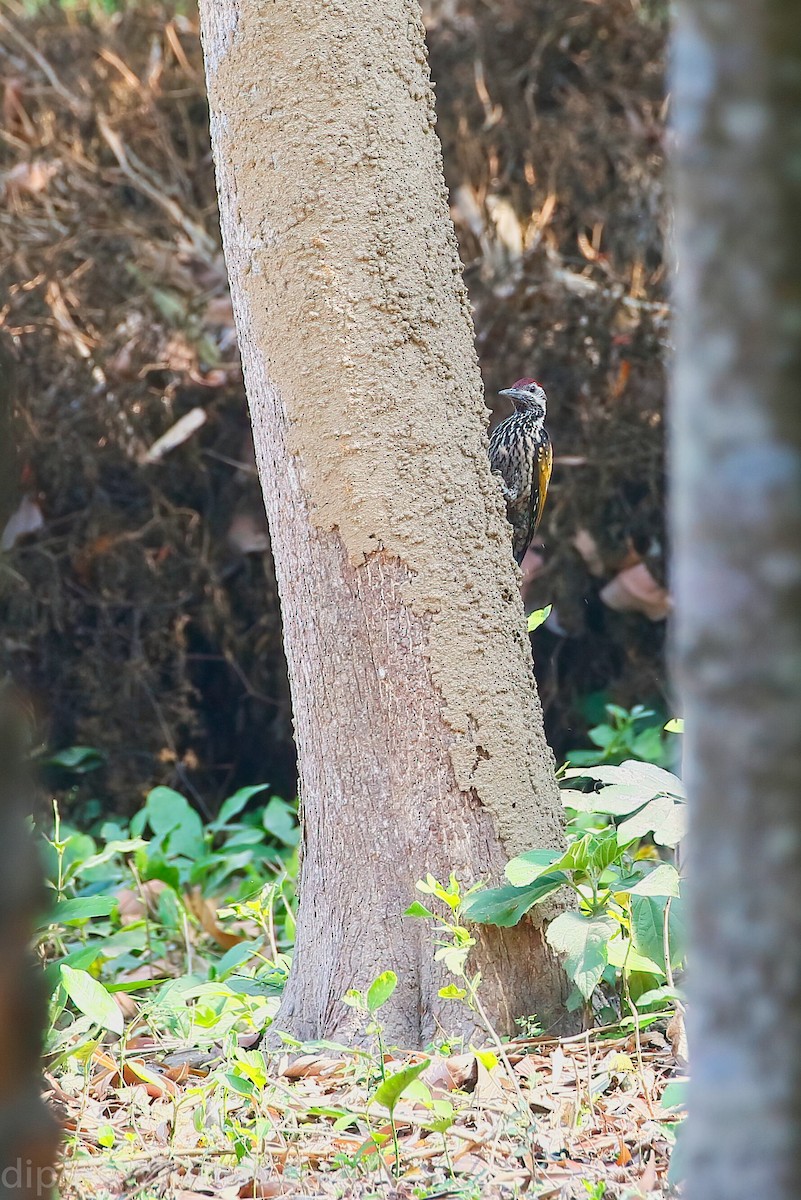 Black-rumped Flameback - ML544616021