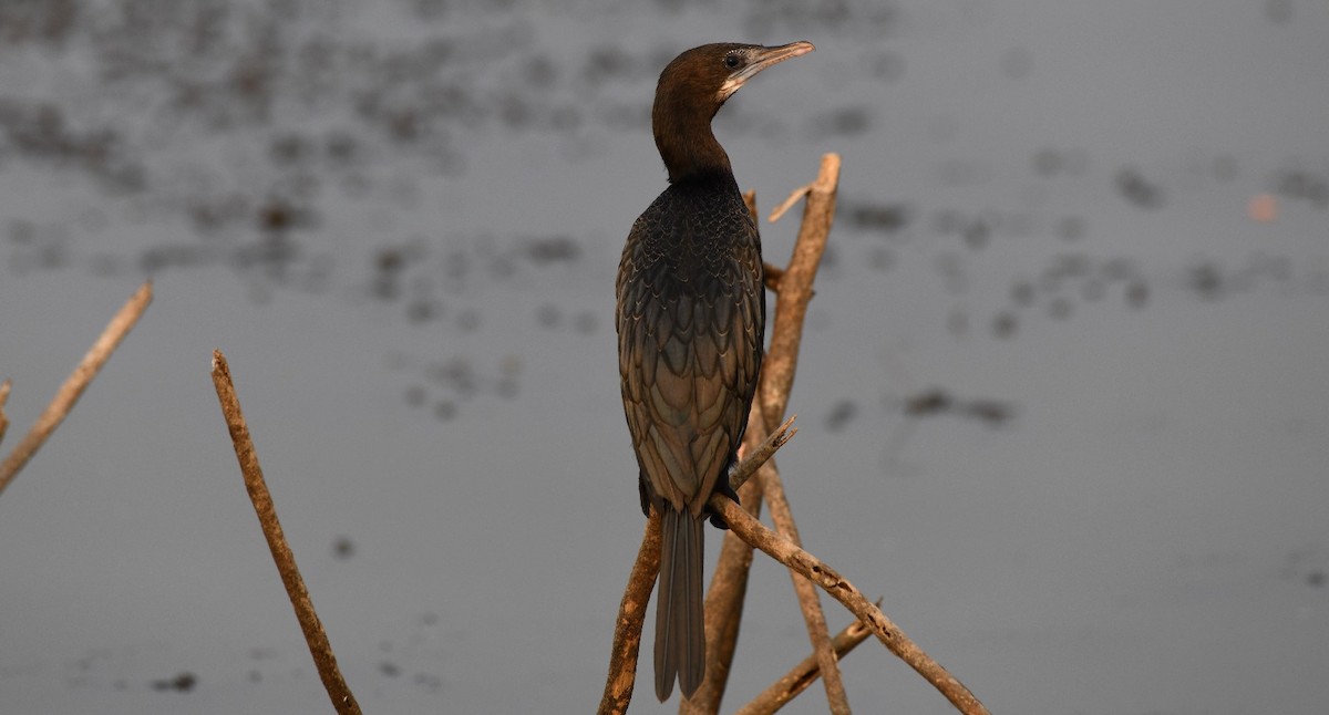 Little Cormorant - ML544617421