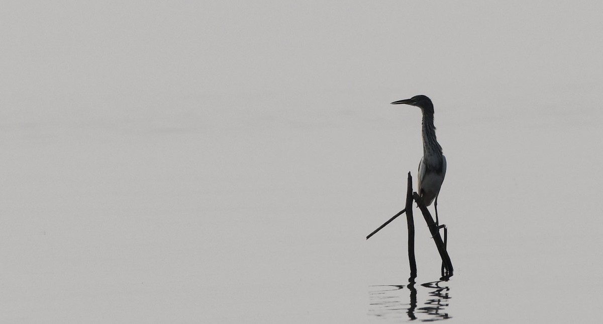 pond-heron sp. - ML544618941