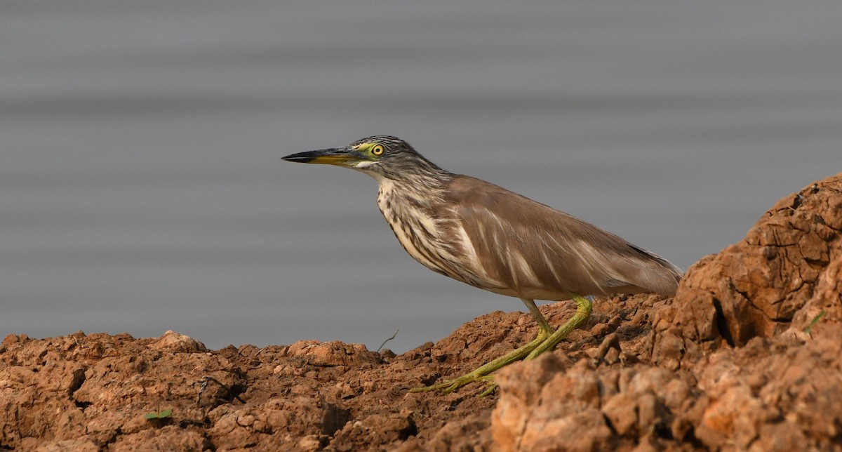 Ardeola sp. - ML544618951