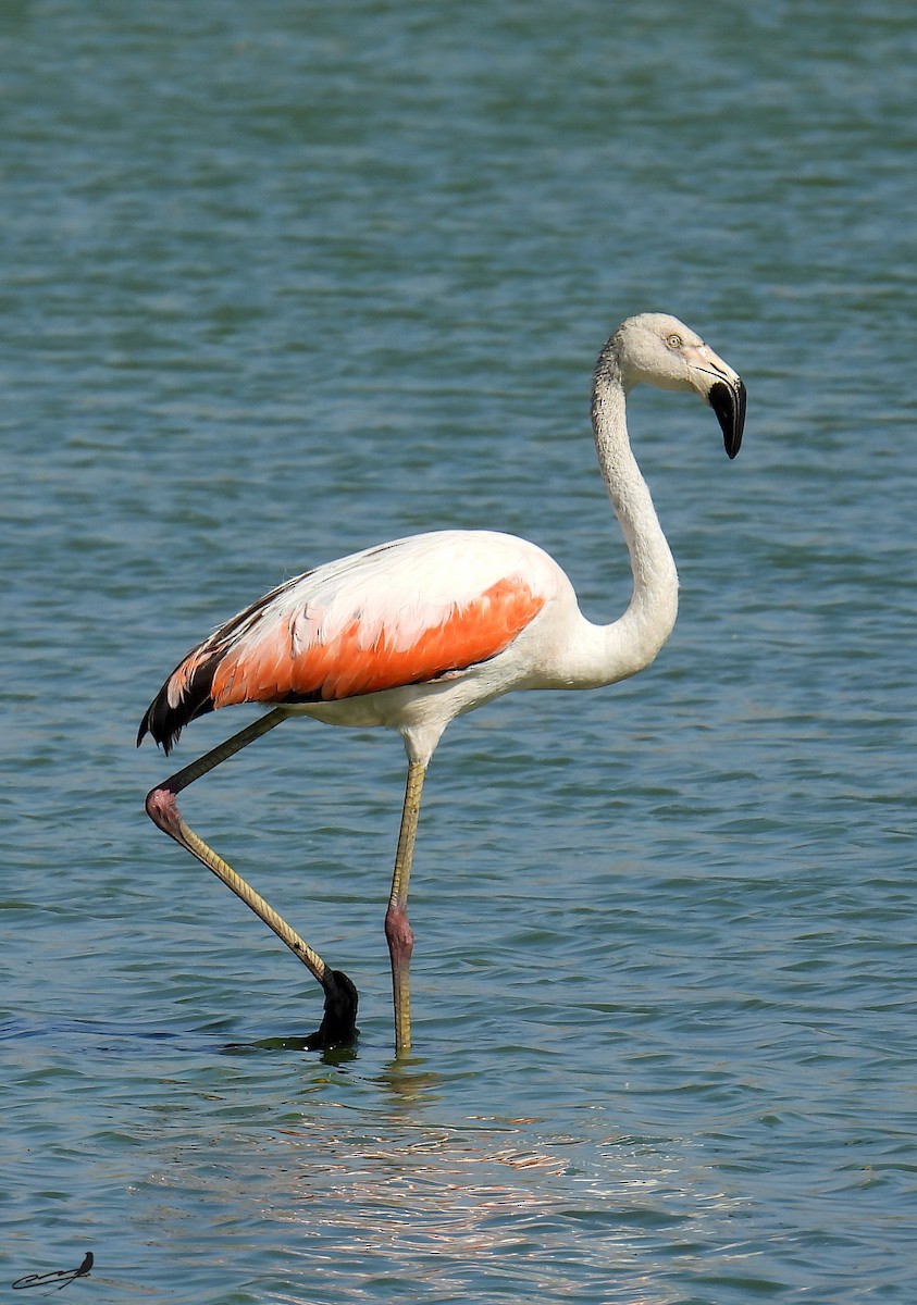 Chilean Flamingo - Carlos Cabrera