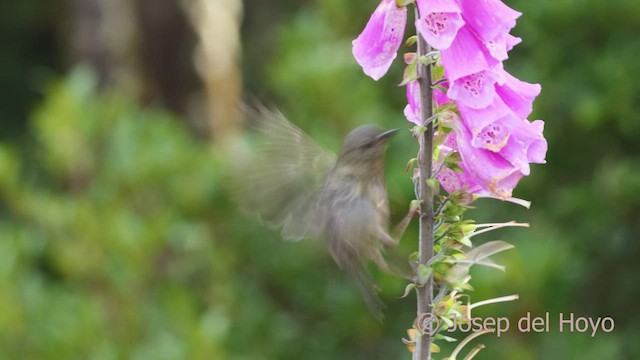 Slaty Flowerpiercer - ML544621211