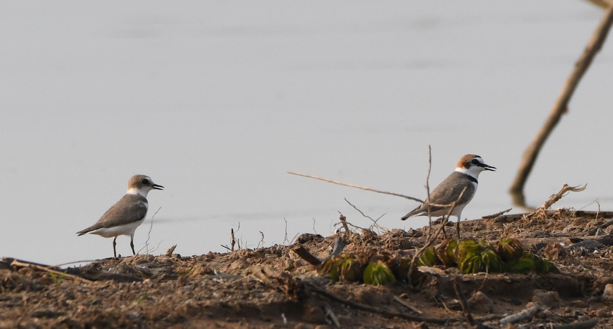 Kentish Plover - ML544621711