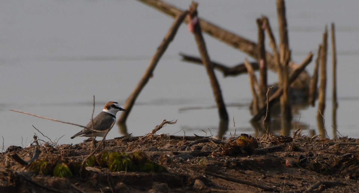 Kentish Plover - ML544621721