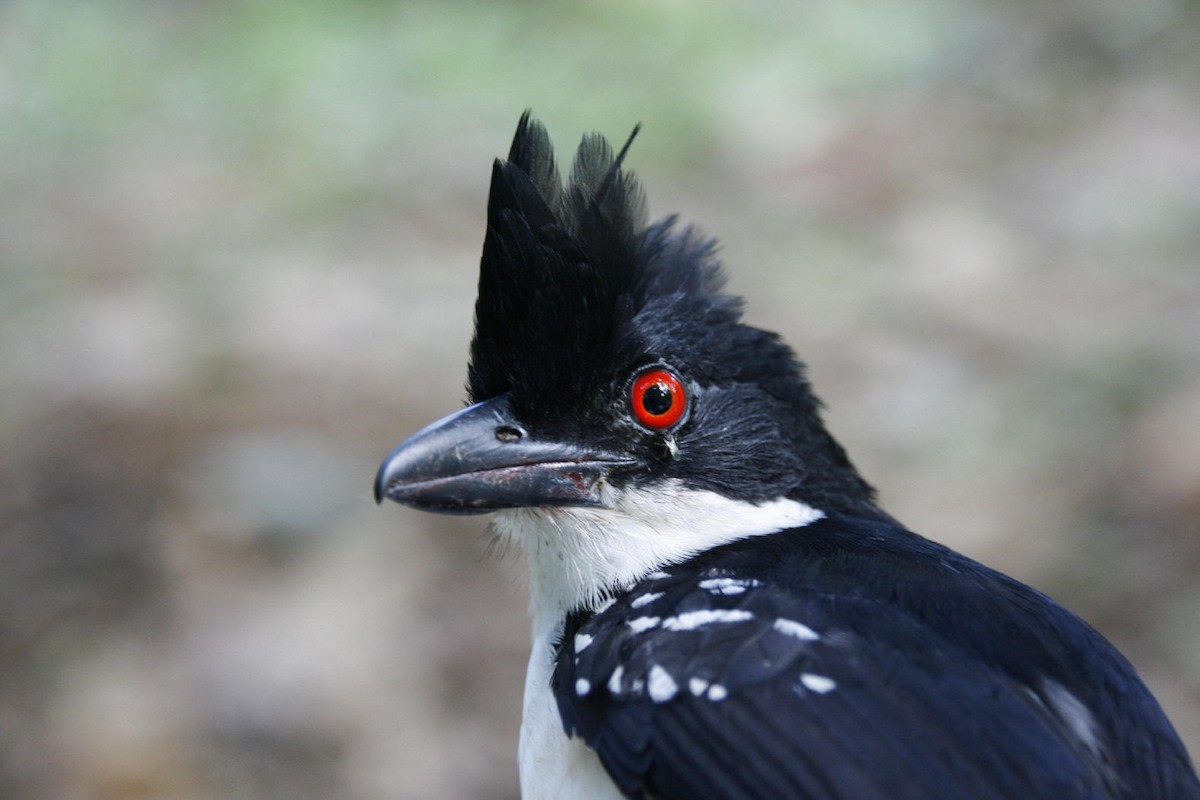 Great Antshrike - ML54462401