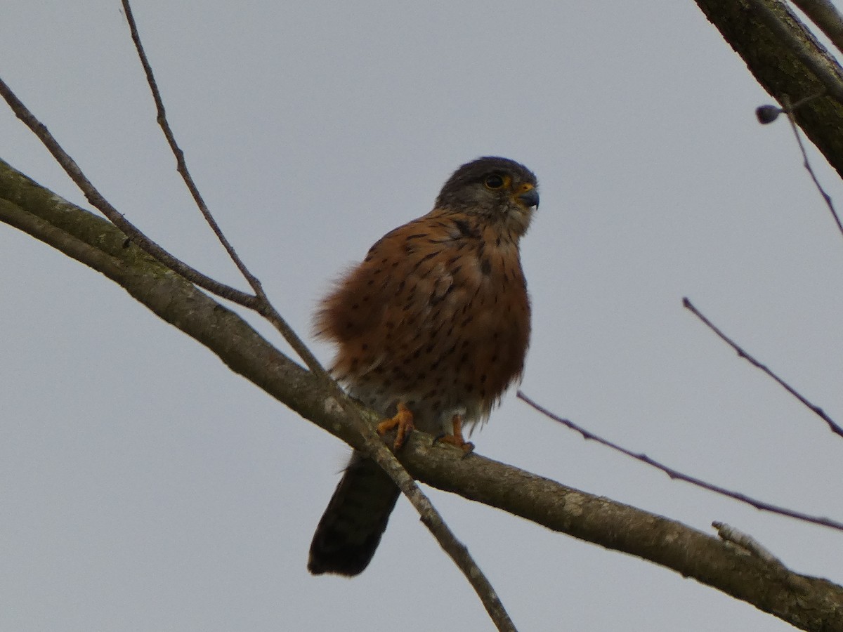 Malagasy Kestrel - Ulises Garzas Martinez