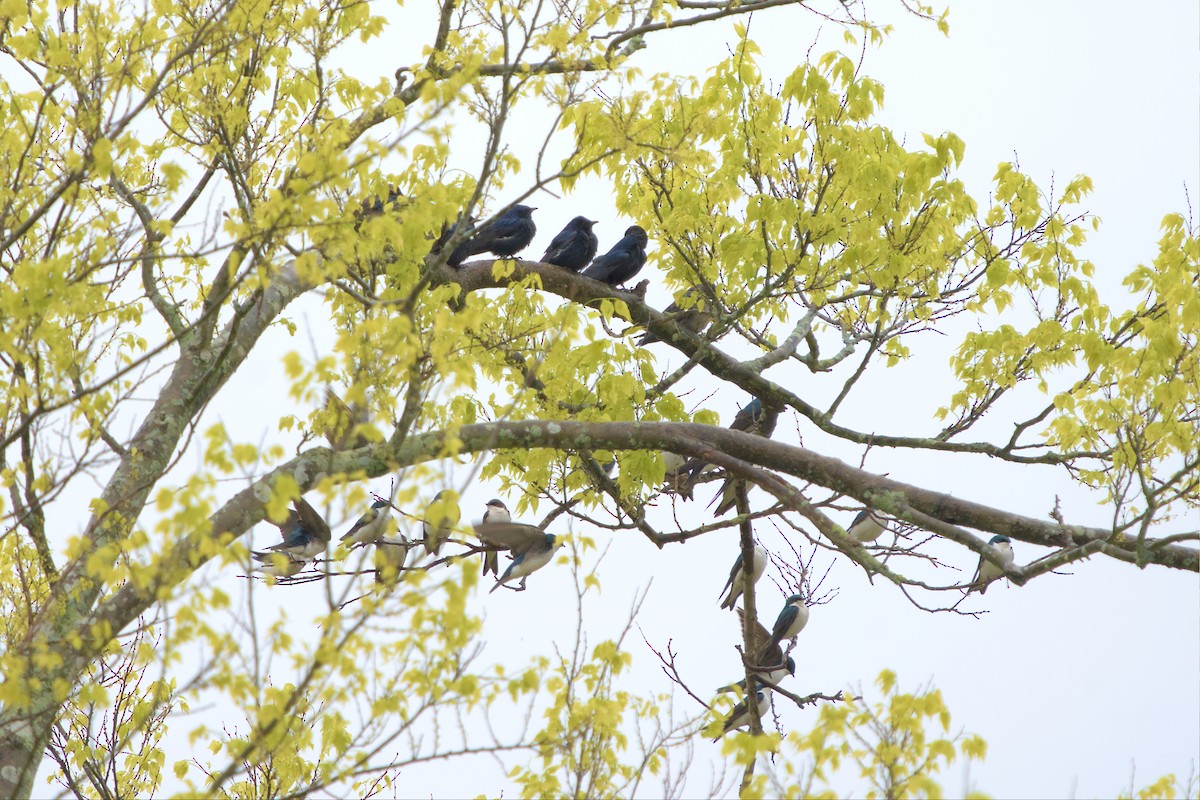 Purple Martin - ML544625031