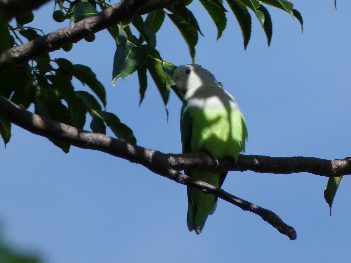 Gray-headed Lovebird - Ulises Garzas Martinez