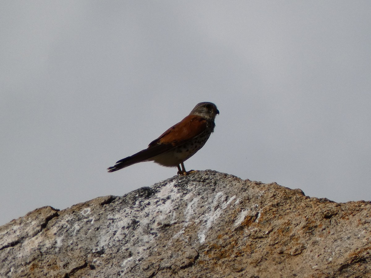 Malagasy Kestrel - Ulises Garzas Martinez