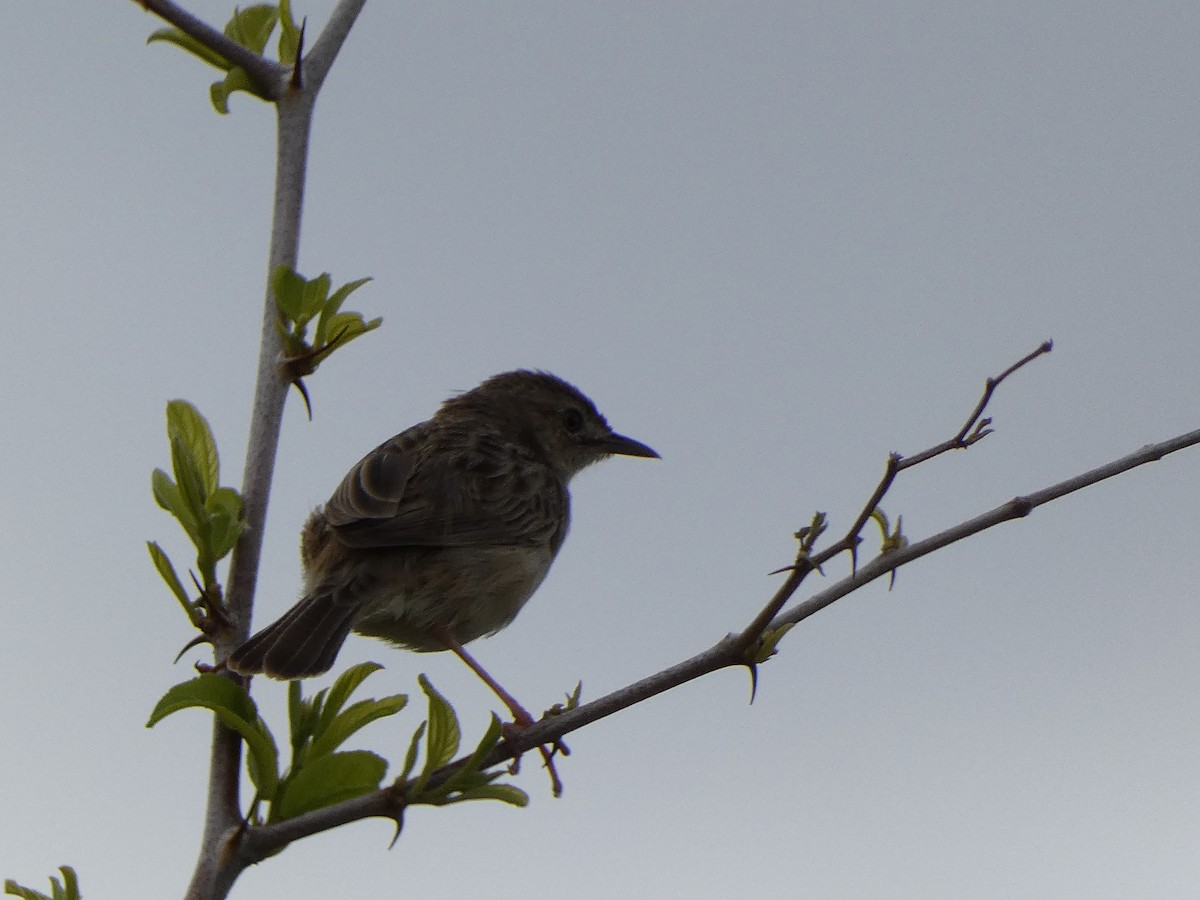 Madagascar Cisticola - Ulises Garzas Martinez