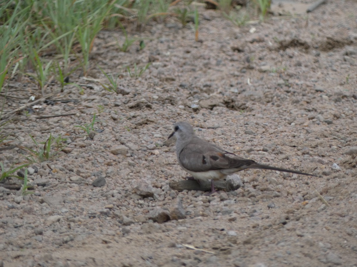 Namaqua Dove - Ulises Garzas Martinez