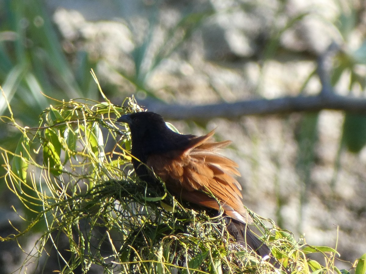 Malagasy Coucal - Ulises Garzas Martinez