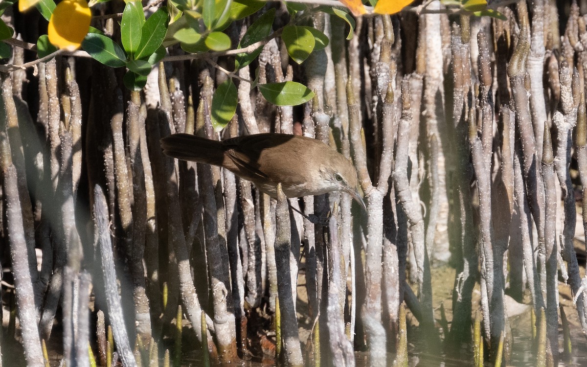 Clamorous Reed Warbler - ML544627131