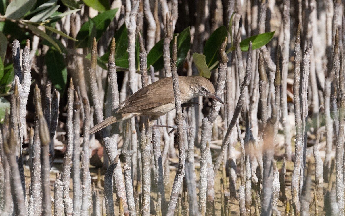 Clamorous Reed Warbler - ML544627141