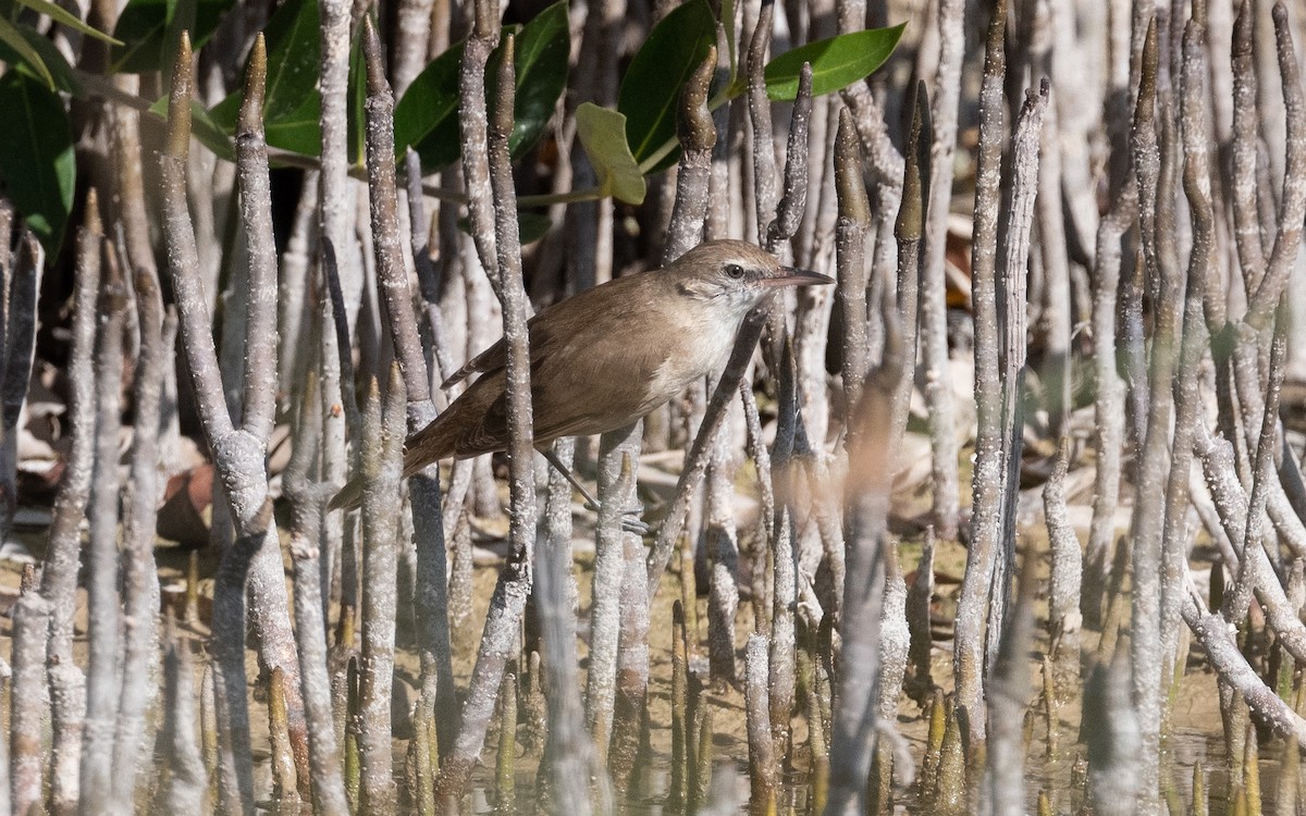 Clamorous Reed Warbler - ML544627151