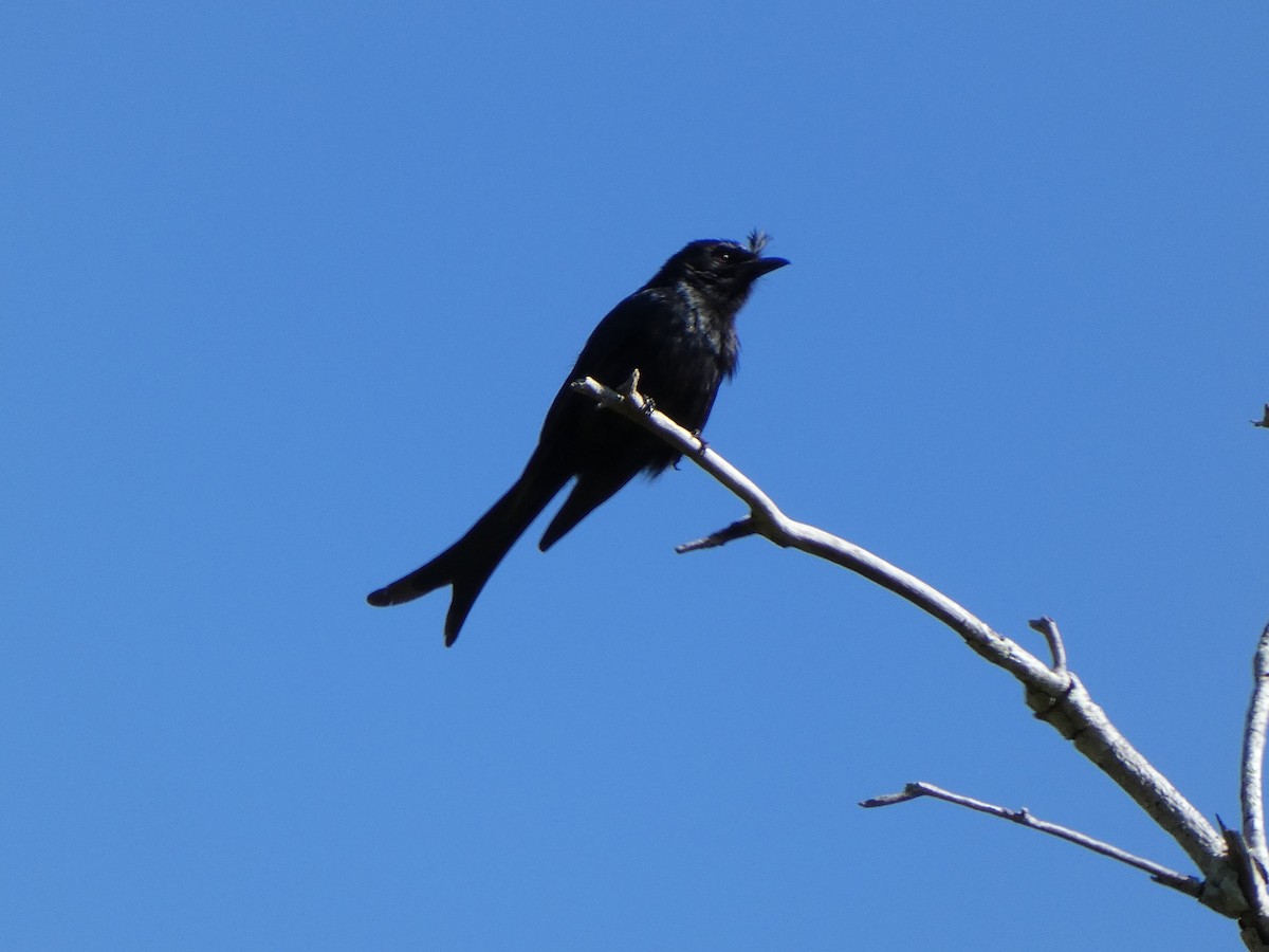 Madagaskardrongo (forficatus) - ML544627521