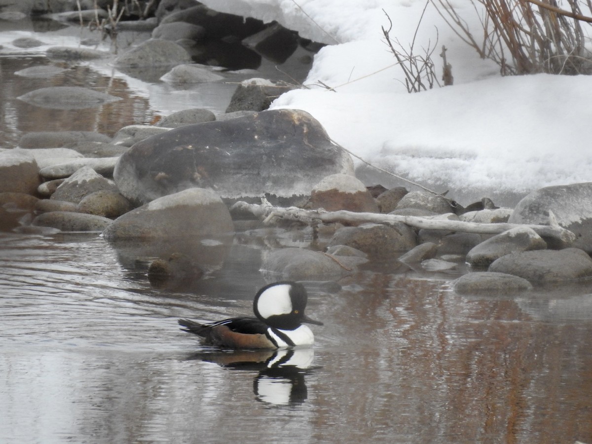 Hooded Merganser - jerod peitsmeyer