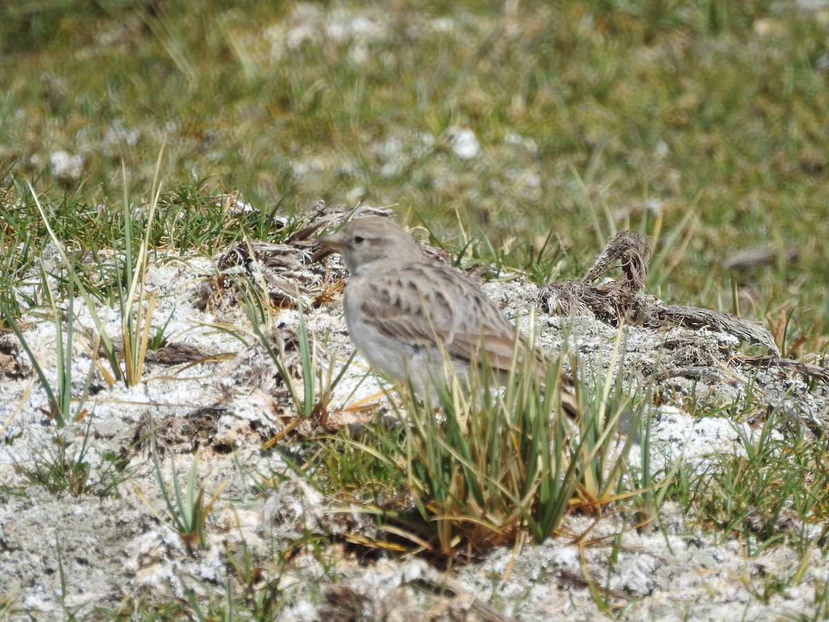 skřivánek horský - ML544627911