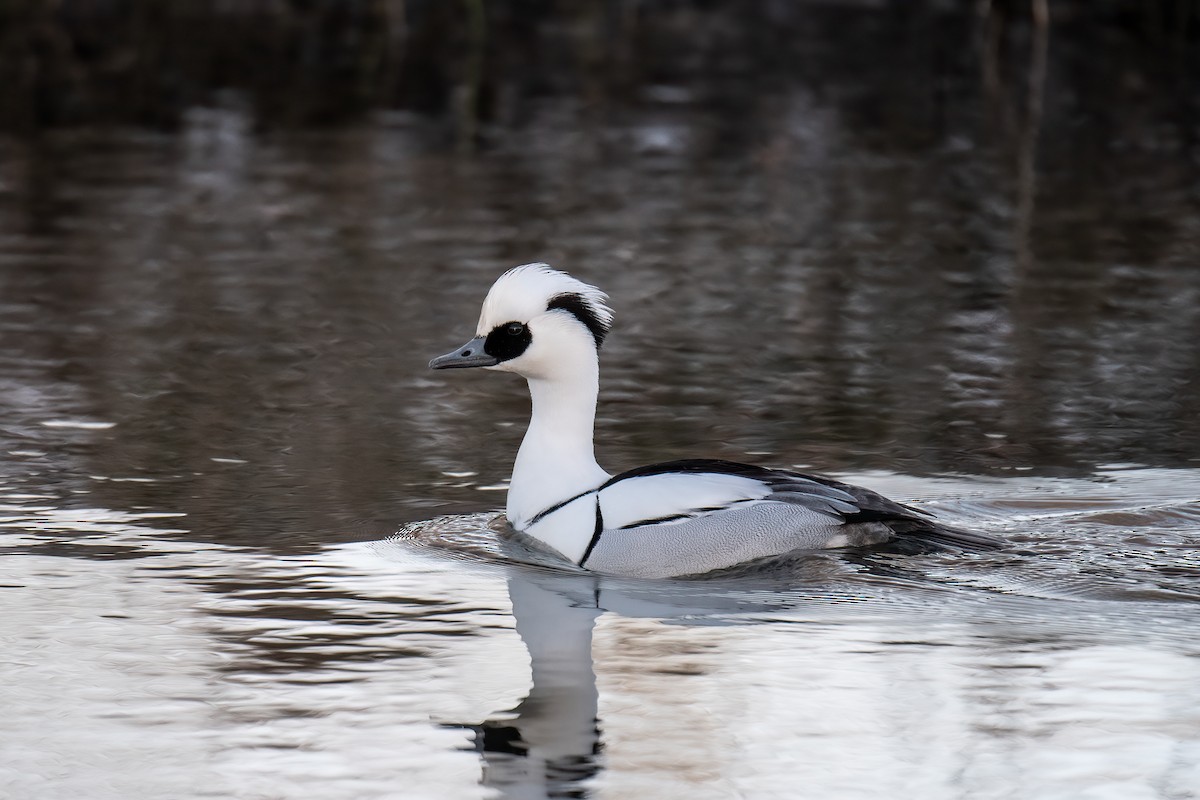 Smew - ML544630701