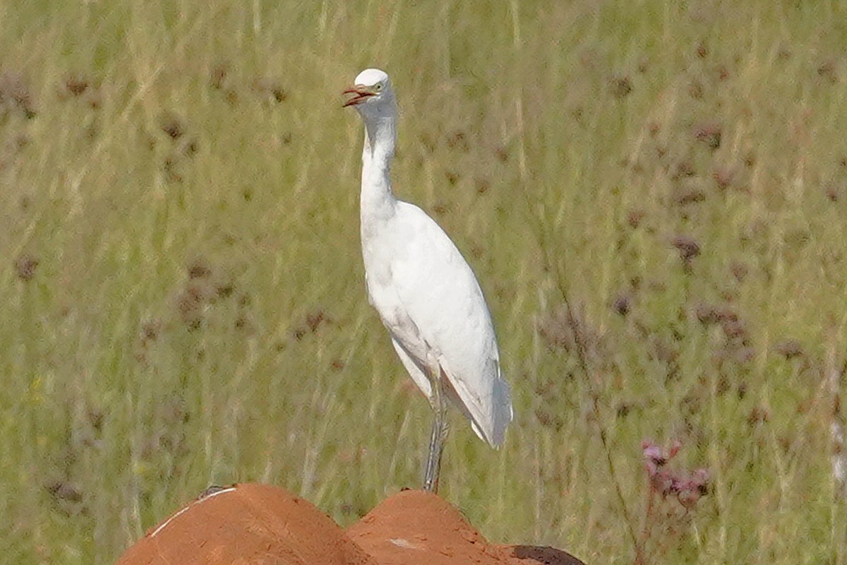 Египетская цапля (ibis) - ML544630871