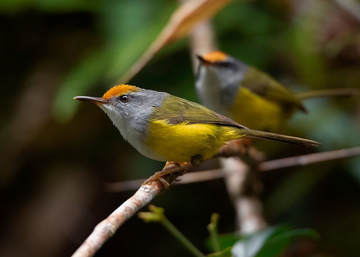 Mountain Tailorbird - Ayuwat Jearwattanakanok