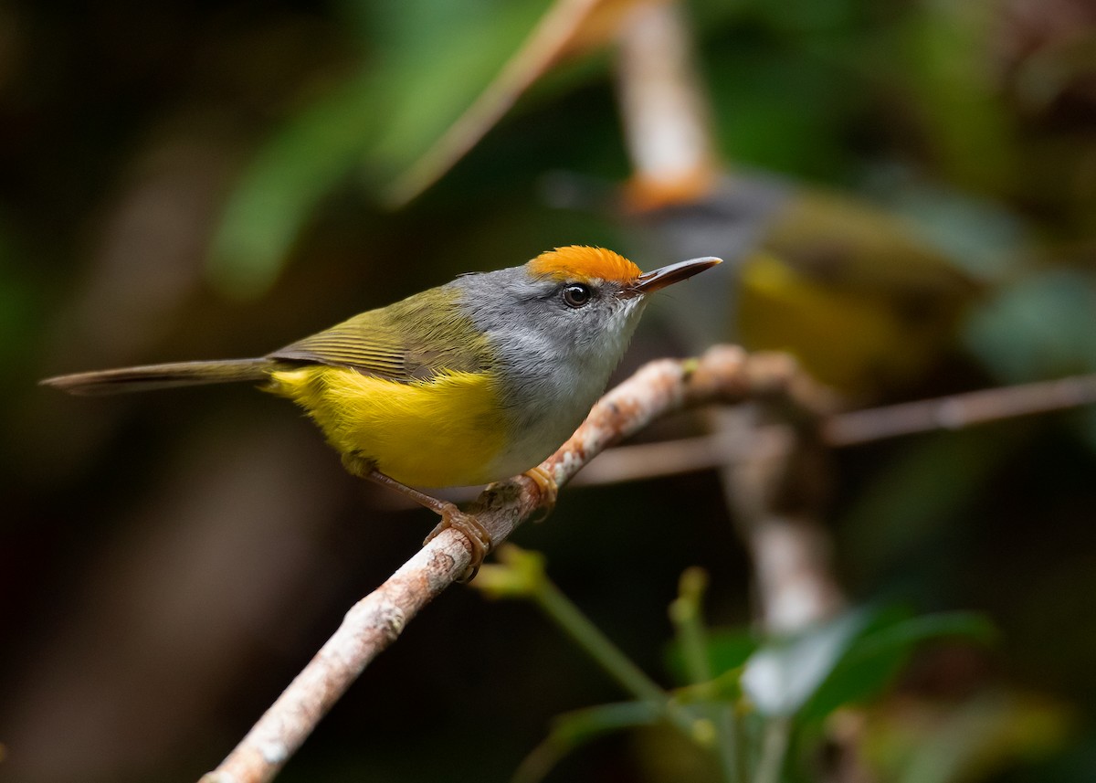 Mountain Tailorbird - Ayuwat Jearwattanakanok