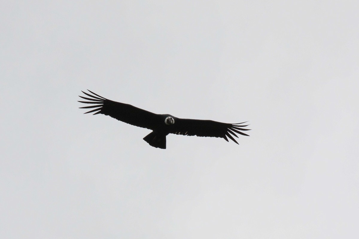 Condor des Andes - ML54463151