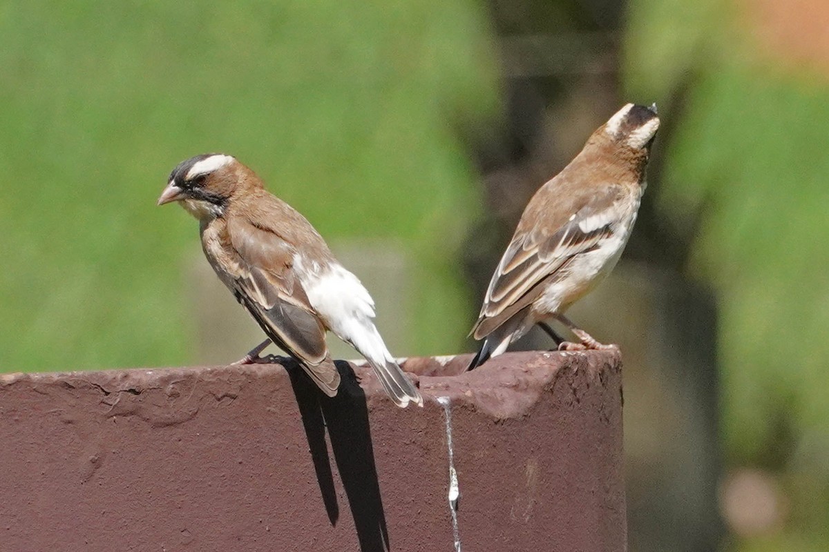 White-browed Sparrow-Weaver (White-breasted) - ML544632011