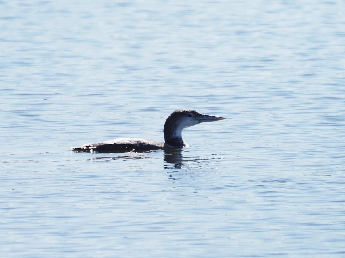 Common Loon - ML544632071