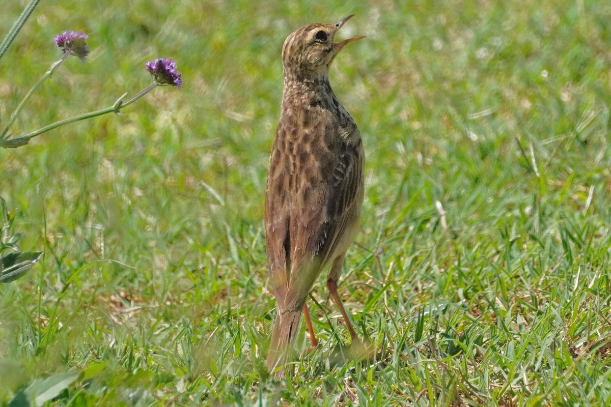 Bisbita Africano (grupo cinnamomeus) - ML544632241