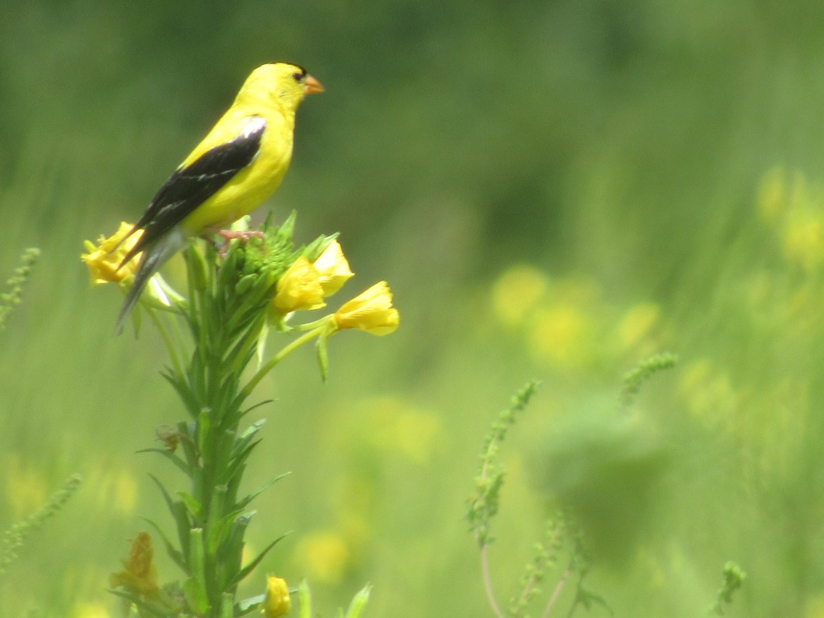 American Goldfinch - ML544634021