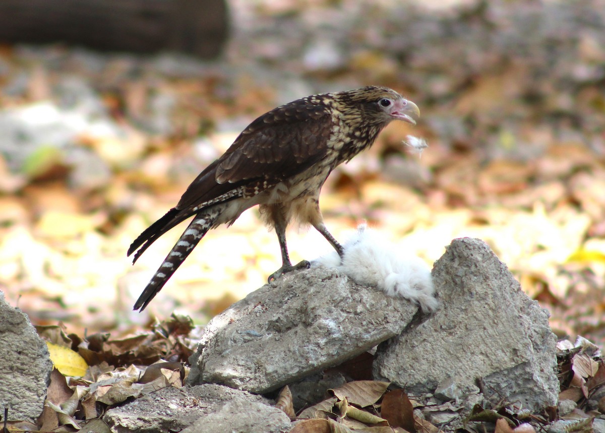 Yellow-headed Caracara - ML544635231