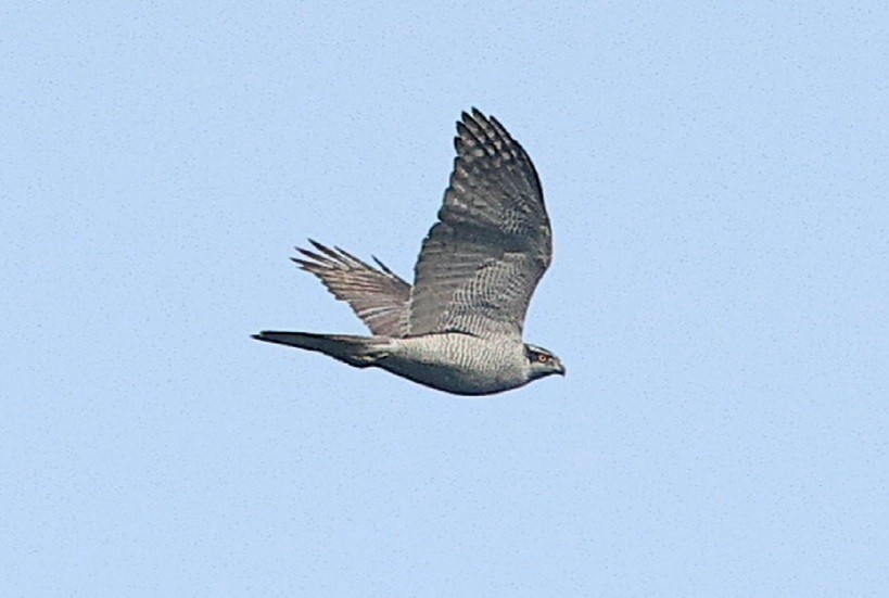 Eurasian Goshawk - ML544636641